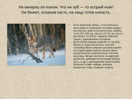 Животные Межевских лесов Костромской области, слайд 3