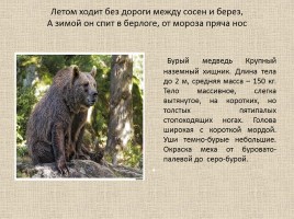 Животные Межевских лесов Костромской области, слайд 4