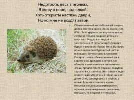 Животные Межевских лесов Костромской области, слайд 5