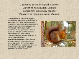 Животные Межевских лесов Костромской области, слайд 7