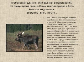 Животные Межевских лесов Костромской области, слайд 8