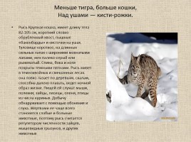 Животные Межевских лесов Костромской области, слайд 9