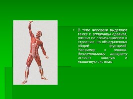 Системы органов человека, слайд 12
