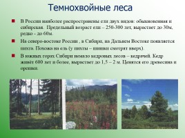 Леса России, слайд 10