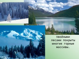 Леса России, слайд 11