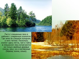 Леса России, слайд 14