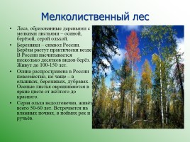 Леса России, слайд 16
