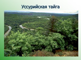 Леса России, слайд 18