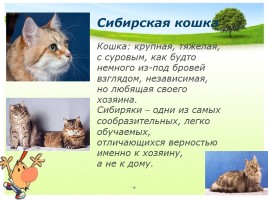 Окружающий мир 1 класс «Кошки», слайд 16