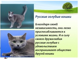 Окружающий мир 1 класс «Кошки», слайд 19