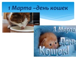 Окружающий мир 1 класс «Кошки», слайд 24