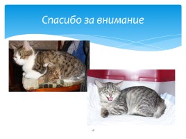 Окружающий мир 1 класс «Кошки», слайд 28