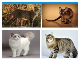 Окружающий мир 1 класс «Кошки», слайд 4