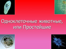 Одноклеточные животные, или Простейшие, слайд 1