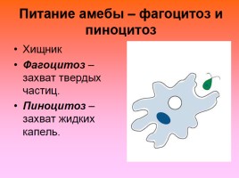 Одноклеточные животные, или Простейшие, слайд 14