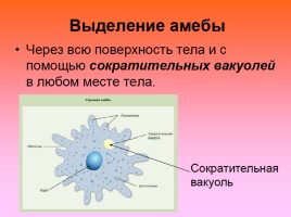 Одноклеточные животные, или Простейшие, слайд 18