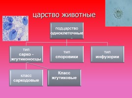 Одноклеточные животные, или Простейшие, слайд 3