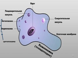 Одноклеточные животные, или Простейшие, слайд 9