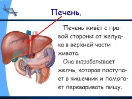 Окружающий мир 3 класс «Строение тела человека», слайд 16