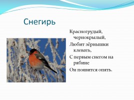 Загадки про зимующих птиц, слайд 3