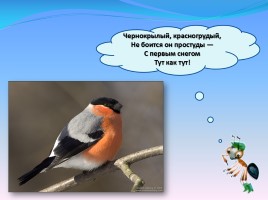 Мир вокруг нас «Как зимой помочь птицам?», слайд 11