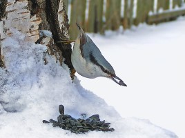 Мир вокруг нас «Как зимой помочь птицам?», слайд 31