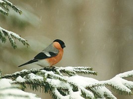 Мир вокруг нас «Как зимой помочь птицам?», слайд 40