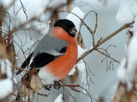 Мир вокруг нас «Как зимой помочь птицам?», слайд 41