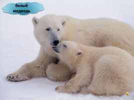 Мир вокруг нас «Где живут белые медведи?», слайд 14
