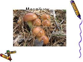 В царстве грибов, слайд 11