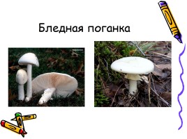 В царстве грибов, слайд 14