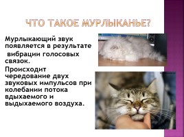 Исследование на тему: «Роль физики в жизни кошки», слайд 12