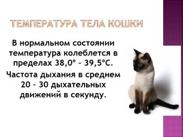 Исследование на тему: «Роль физики в жизни кошки», слайд 15