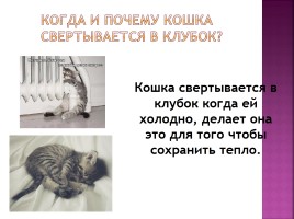 Исследование на тему: «Роль физики в жизни кошки», слайд 19