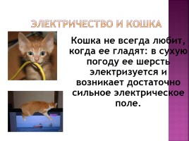 Исследование на тему: «Роль физики в жизни кошки», слайд 20