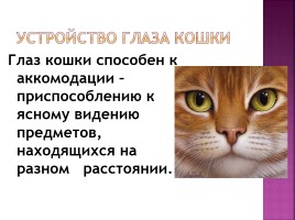 Исследование на тему: «Роль физики в жизни кошки», слайд 23