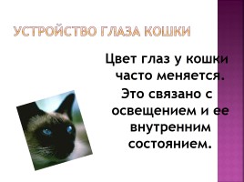 Исследование на тему: «Роль физики в жизни кошки», слайд 25