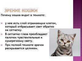 Исследование на тему: «Роль физики в жизни кошки», слайд 27