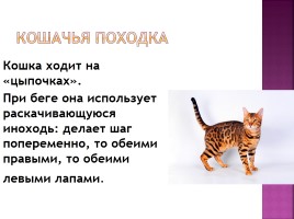 Исследование на тему: «Роль физики в жизни кошки», слайд 3