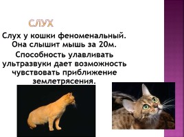Исследование на тему: «Роль физики в жизни кошки», слайд 30
