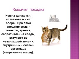 Исследование на тему: «Роль физики в жизни кошки», слайд 4
