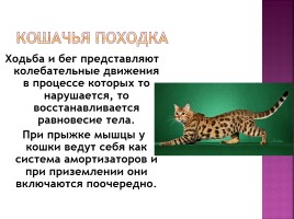 Исследование на тему: «Роль физики в жизни кошки», слайд 5