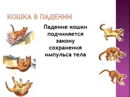 Исследование на тему: «Роль физики в жизни кошки», слайд 9