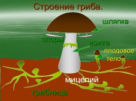 Строение гриба, слайд 11