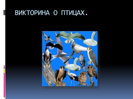 Птицы - наши друзья, слайд 31