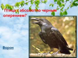 Птицы - наши друзья, слайд 71