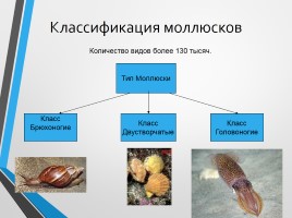 Тип Моллюски, слайд 4