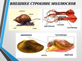 Тип Моллюски, слайд 6