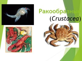 Класс Ракообразные, слайд 2