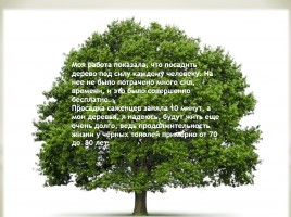 Исследовательская работа «Как вырастить дерево», слайд 12